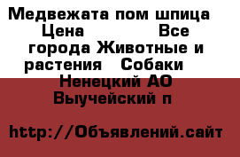 Медвежата пом шпица › Цена ­ 40 000 - Все города Животные и растения » Собаки   . Ненецкий АО,Выучейский п.